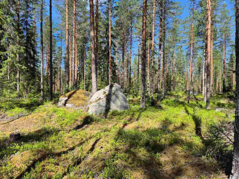 Terrain rive nord-est Ruokojärvi, 5 489 m² (tontti 1) — Ruokojärvi / Pieksämäki — 12