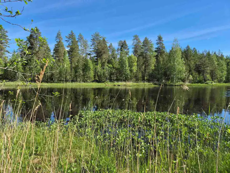 Terrain rive nord-est Ruokojärvi, 5 489 m² (tontti 1) — Ruokojärvi / Pieksämäki — 1