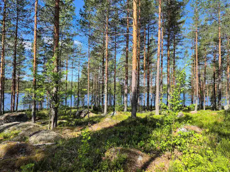 Terrain loisirs rive Mustalampi (étang), 5 388 m² (tontti 8) — Pieksämäki — 4