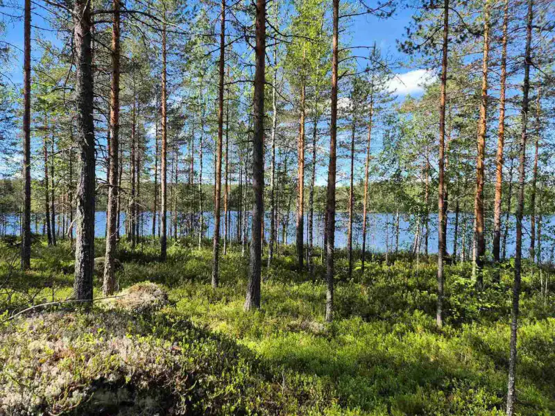 Terrain loisirs rive Mustalampi (étang), 5 388 m² (tontti 8) — Pieksämäki — 8