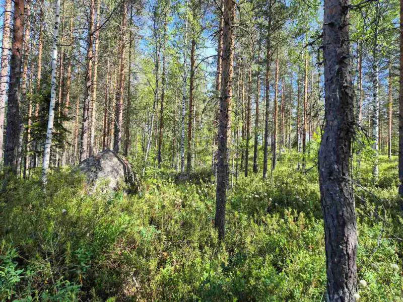 Terrain loisirs rive Mustalampi (étang), 5 388 m² (tontti 8) — Pieksämäki — 6