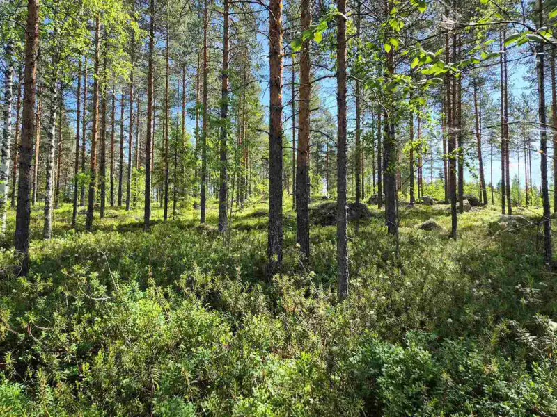 Terrain loisirs rive Mustalampi (étang), 5 388 m² (tontti 8) — Pieksämäki — 9