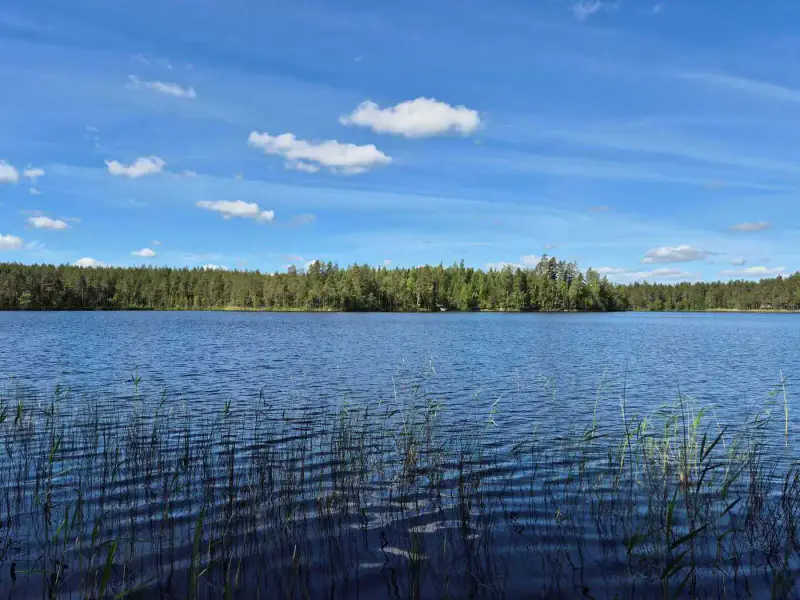 Terrain loisirs rive Mustalampi (étang), 5 388 m² (tontti 8) — Pieksämäki — 1