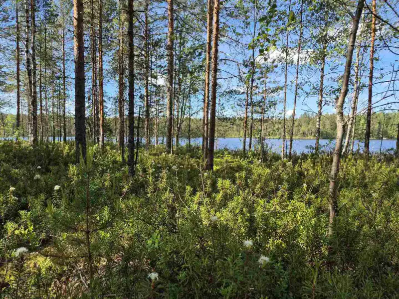 Terrain loisirs rive Mustalampi (étang), 5 388 m² (tontti 8) — Pieksämäki — 5