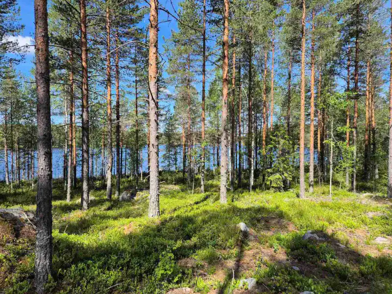 Terrain loisirs rive Mustalampi (étang), 5 388 m² (tontti 8) — Pieksämäki — 2