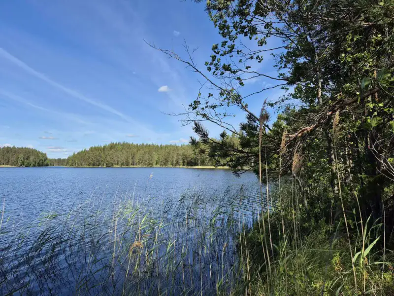 Terrain loisirs rive Mustalampi (étang), 5 388 m² (tontti 8) — Pieksämäki — 10