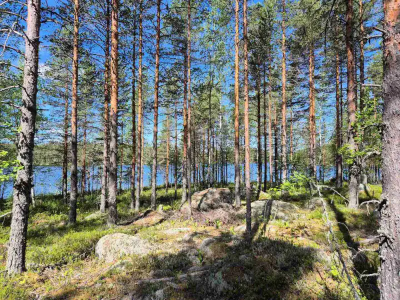 Terrain loisirs rive Mustalampi (étang), 5 388 m² (tontti 8) — Pieksämäki — 3