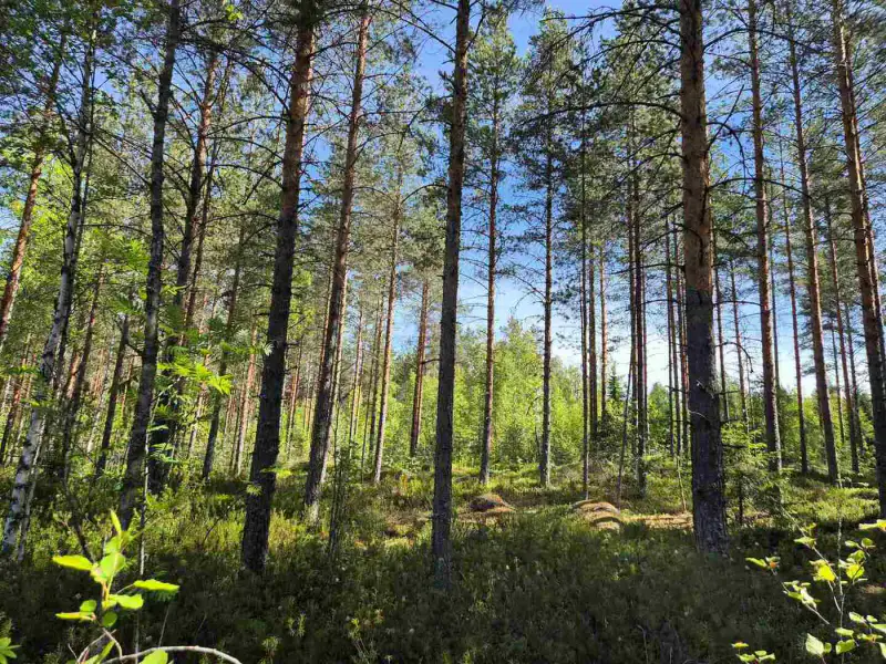 Terrain loisirs rive Mustalampi (étang), 6 272 m² (tontti 9) — Pieksämäki — 8