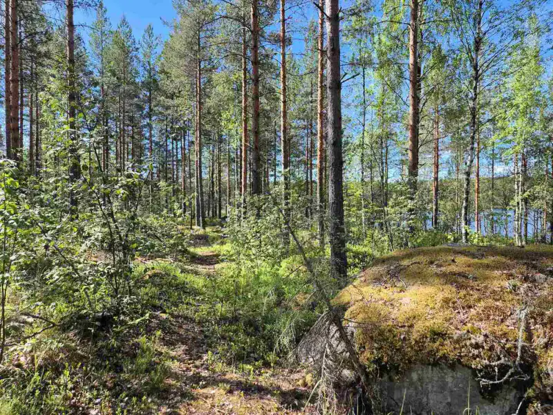 Terrain loisirs rive Mustalampi (étang), 6 272 m² (tontti 9) — Pieksämäki — 7
