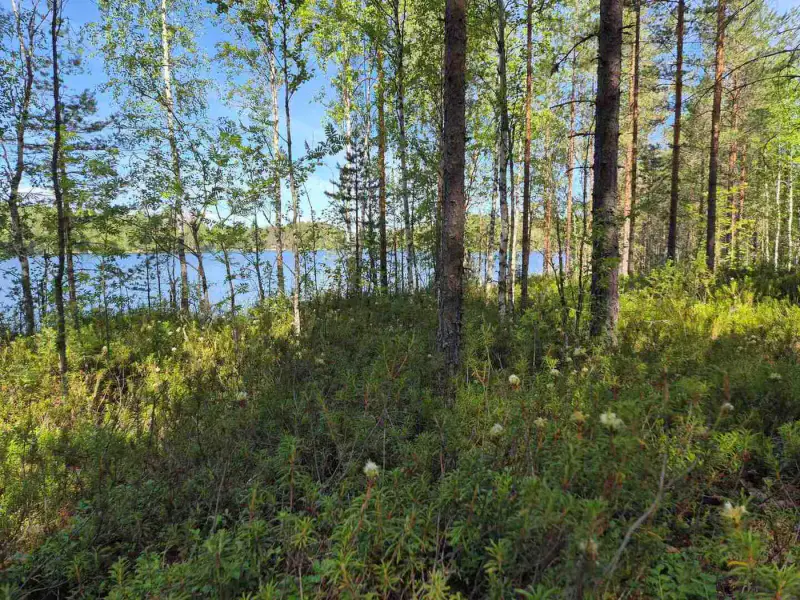Terrain loisirs rive Mustalampi (étang), 6 272 m² (tontti 9) — Pieksämäki — 3