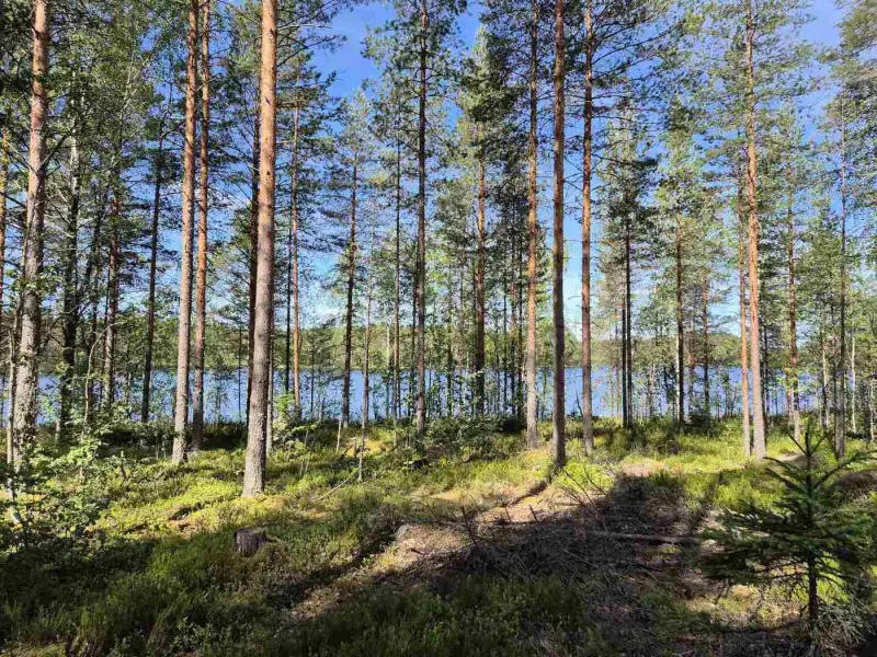 Terrain loisirs rive Mustalampi (étang), 6 272 m² (tontti 9) — Pieksämäki — 2