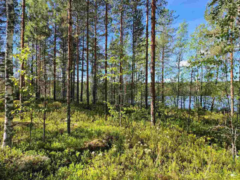 Terrain loisirs rive Mustalampi (étang), 6 272 m² (tontti 9) — Pieksämäki — 6