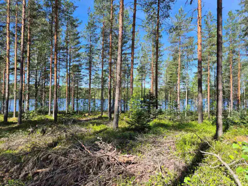 Terrain loisirs rive Mustalampi (étang), 6 272 m² (tontti 9) — Pieksämäki — 5