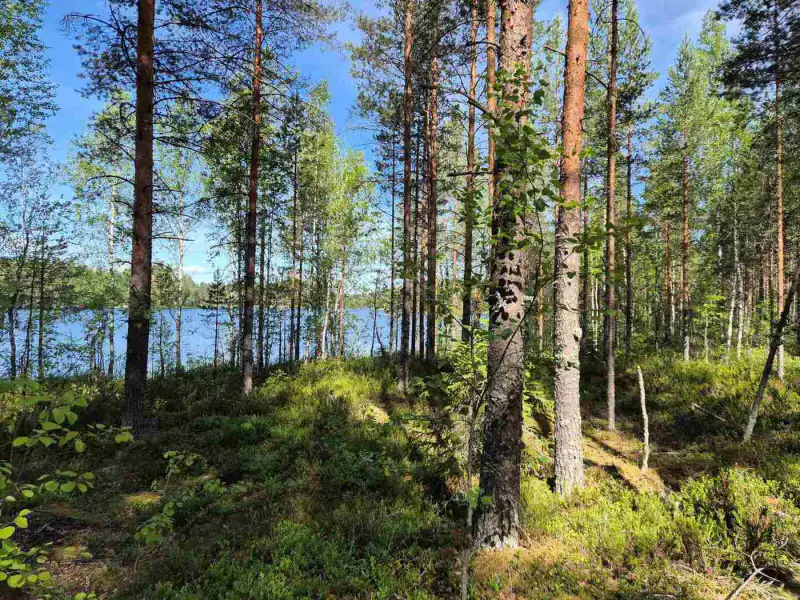 Terrain loisirs rive Mustalampi (étang), 6 272 m² (tontti 9) — Pieksämäki — 4
