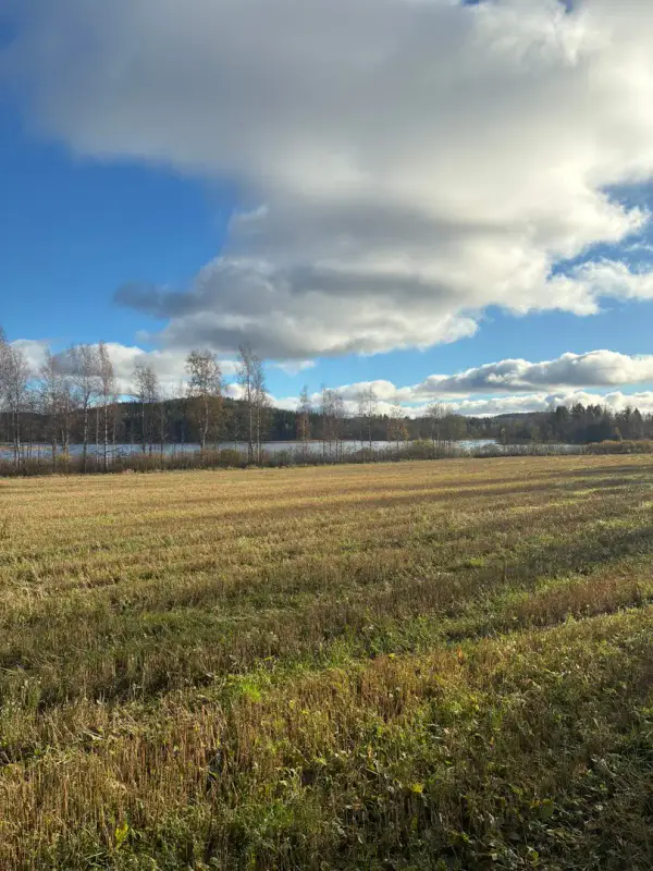 Ancienne maison en rondins de 80 m² à rénover sur 3,9 ha, rive privée sur le Korppisenjärvi — Puumala — 10