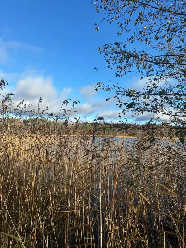 Ancienne maison en rondins de 80 m² à rénover sur 3,9 ha, rive privée sur le Korppisenjärvi — Puumala — 3