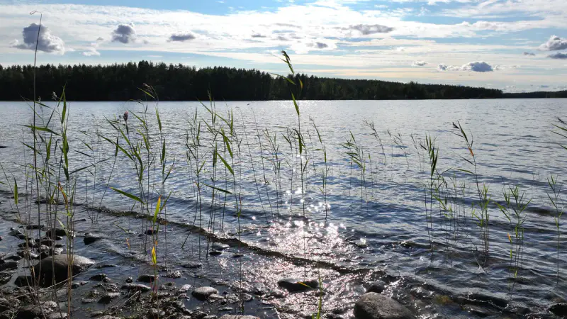 Terrain constructible Saimaa Siikaniemi ~1 ha / 200 m rive — Puumala — 8
