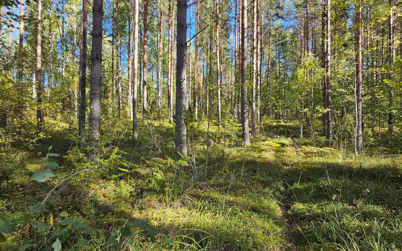 Terrain de loisirs constructible de 1,45 ha avec ~50 m de rive privée ouest sur le Saimaa (250 m² à bâtir) — Puumala — 7