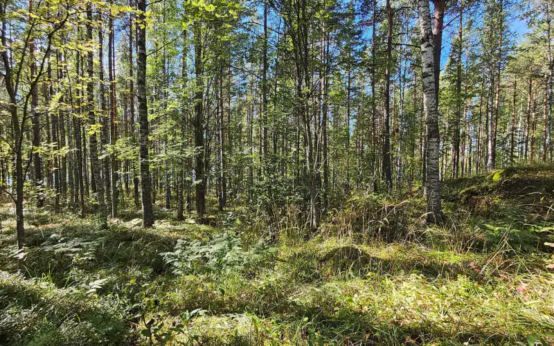 Terrain de loisirs constructible de 1,45 ha avec ~50 m de rive privée ouest sur le Saimaa (250 m² à bâtir) — Puumala — 5