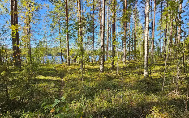 Terrain de loisirs constructible de 1,45 ha avec ~50 m de rive privée ouest sur le Saimaa (250 m² à bâtir) — Puumala — 6
