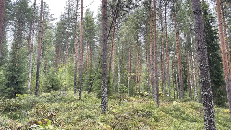 Terrain constructible 6 000 m², rive privée Torikko (määräala) — Kaijansalo / Puumala — 10