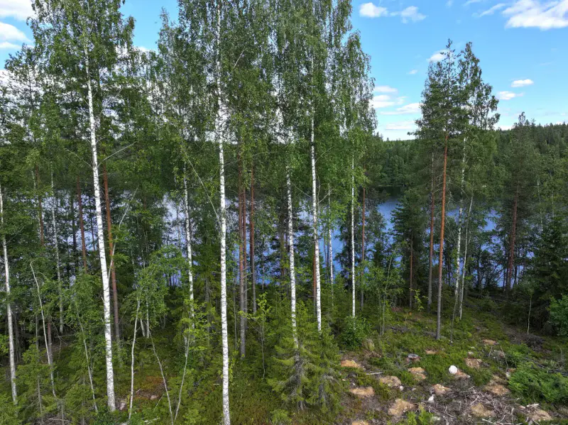 Terrain constructible 6 000 m², rive privée Torikko (määräala) — Kaijansalo / Puumala — 6