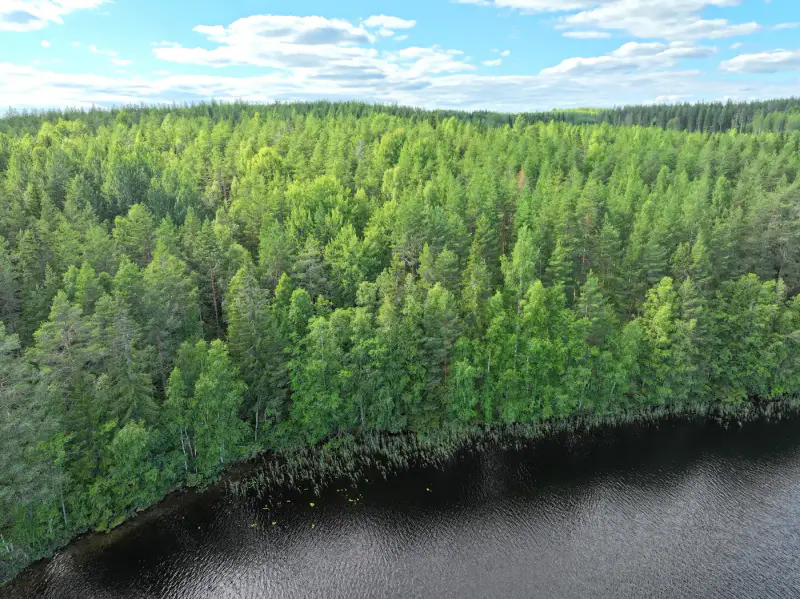 Terrain constructible 6 000 m², rive privée Torikko (määräala) — Kaijansalo / Puumala — 2