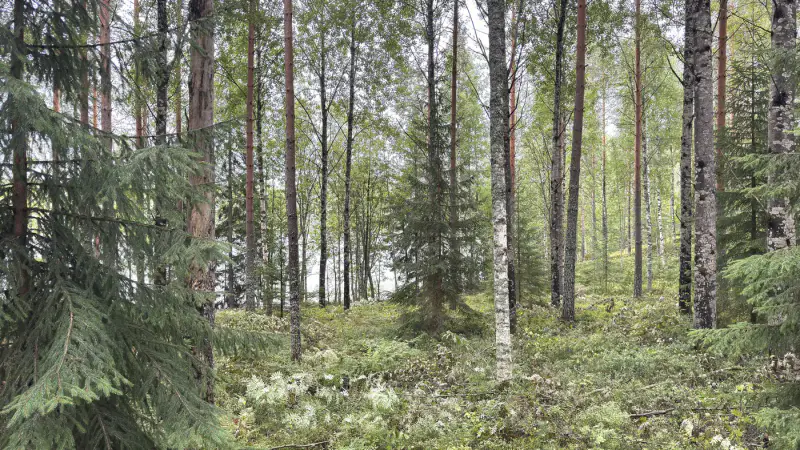 Terrain constructible 6 000 m², rive privée Torikko (määräala) — Kaijansalo / Puumala — 9