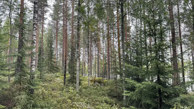 Terrain constructible 6 000 m², rive privée Torikko (määräala) — Kaijansalo / Puumala — 8