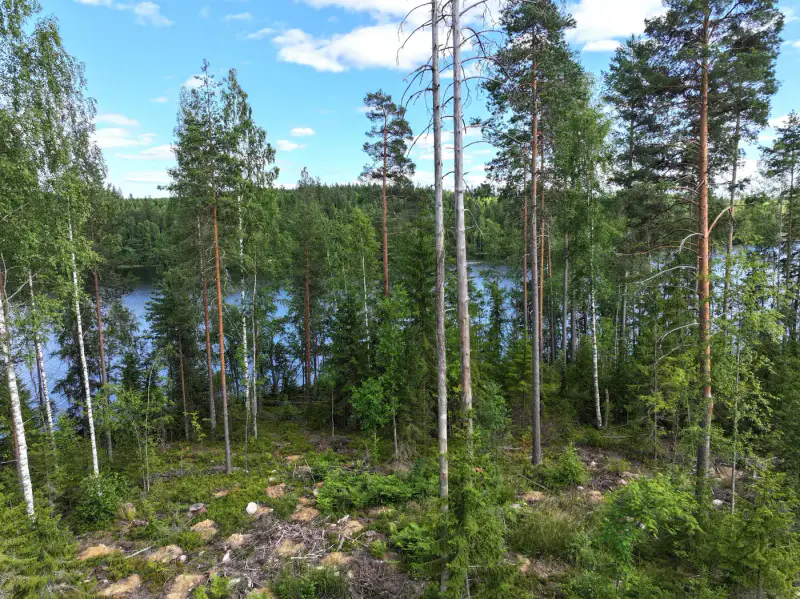Terrain constructible 6 000 m², rive privée Torikko (määräala) — Kaijansalo / Puumala — 7