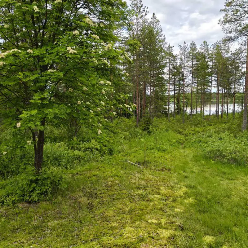 Mökki ~24 m² en rondins, rive lacustre, 19 900 m² — Kuha / Ranua — 7