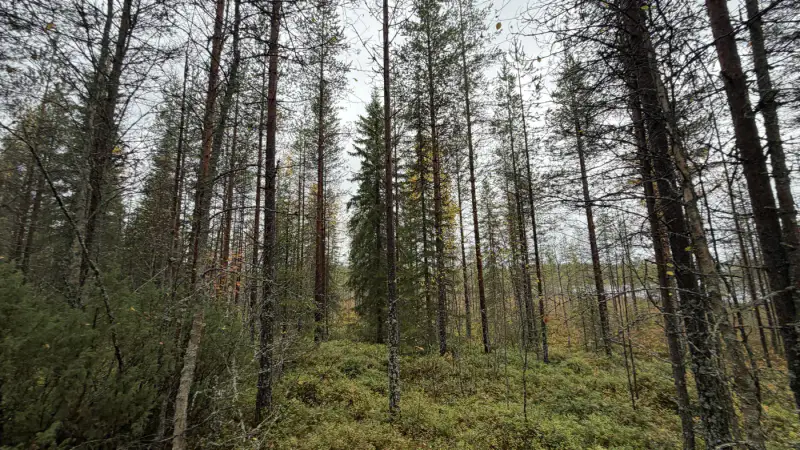 Terrain constructible ~1,5 ha et ~110 m de rive privée Simojärvi (droit à bâtir ~250 m²) — Impiö / Ranua — 10