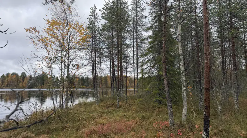 Terrain constructible ~1,5 ha et ~110 m de rive privée Simojärvi (droit à bâtir ~250 m²) — Impiö / Ranua — 7