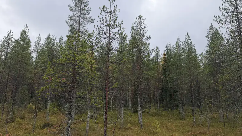 Terrain constructible ~1,5 ha et ~110 m de rive privée Simojärvi (droit à bâtir ~250 m²) — Impiö / Ranua — 12