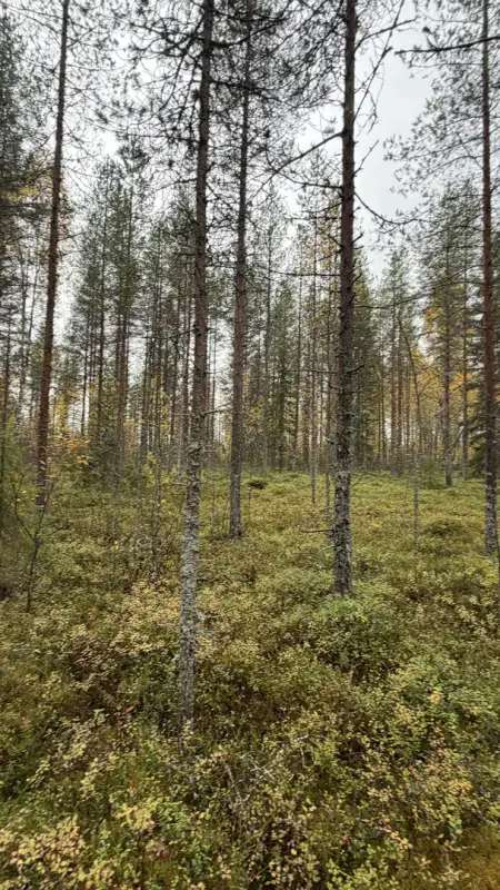 Terrain constructible ~1,5 ha et ~110 m de rive privée Simojärvi (droit à bâtir ~250 m²) — Impiö / Ranua — 9