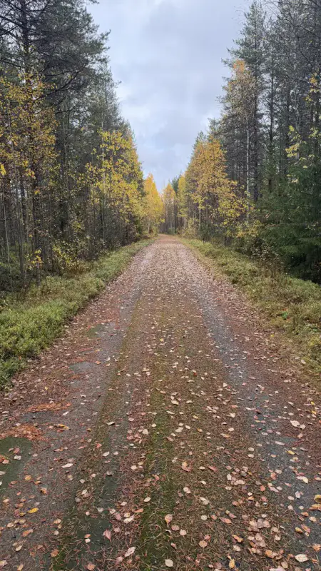 Terrain constructible ~1,5 ha et ~110 m de rive privée Simojärvi (droit à bâtir ~250 m²) — Impiö / Ranua — 11