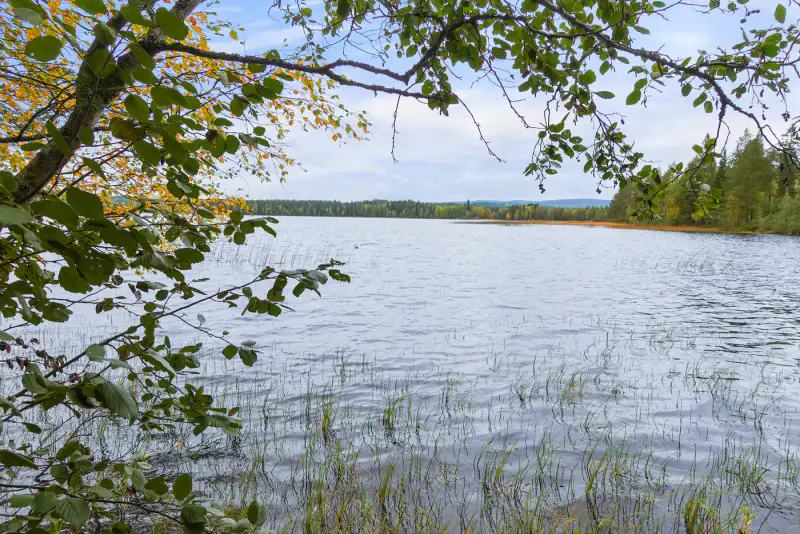 Chalet ~31 m² + sauna 1976, rive Putkosjärvi (~170 m) et rivière, 7 970 m² — Ristijärvi — 18
