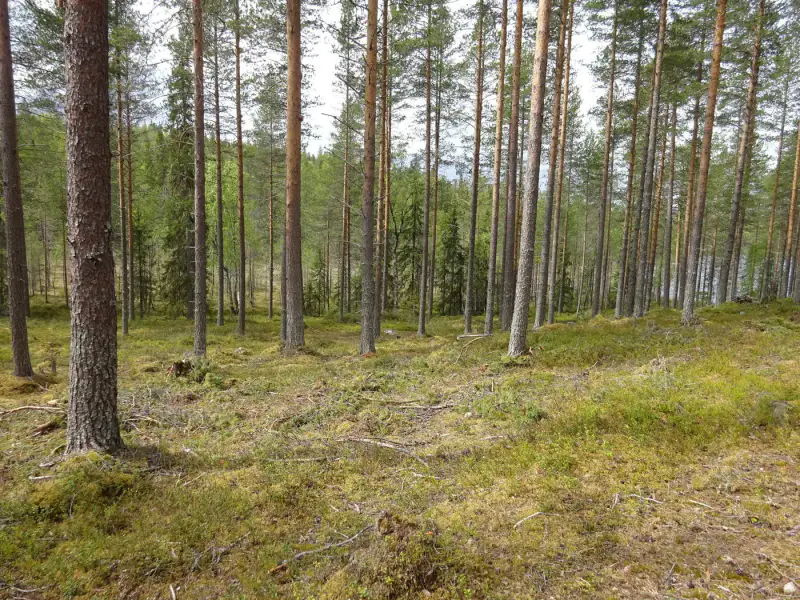 Terrain vacant 5 351 m², rive rocheuse Venejärvi — Autti / Rovaniemi — 14