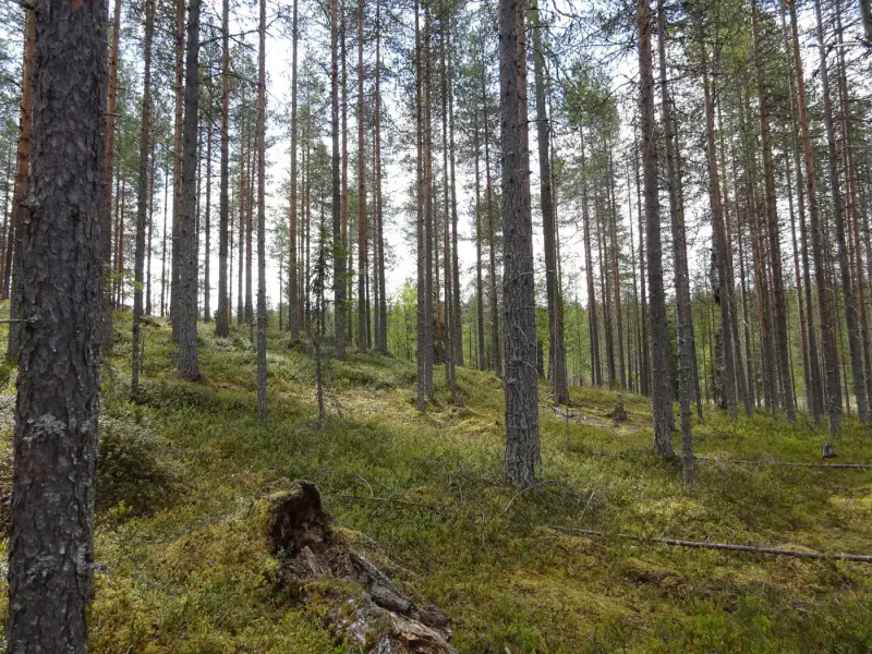 Terrain vacant 5 351 m², rive rocheuse Venejärvi — Autti / Rovaniemi — 16