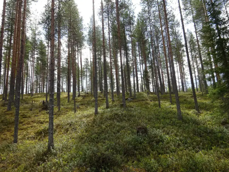 Terrain vacant 5 351 m², rive rocheuse Venejärvi — Autti / Rovaniemi — 18