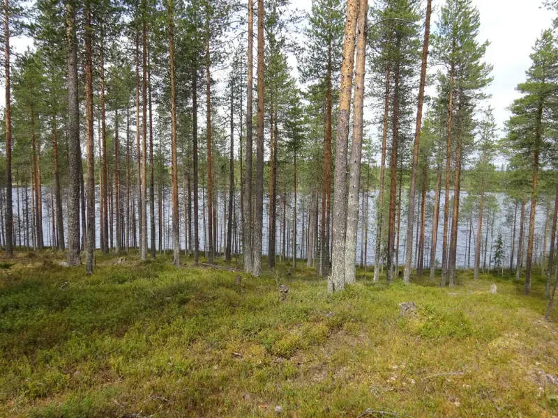 Terrain vacant 5 351 m², rive rocheuse Venejärvi — Autti / Rovaniemi — 12