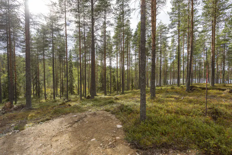 Terrain vacant 5 351 m², rive rocheuse Venejärvi — Autti / Rovaniemi — 17