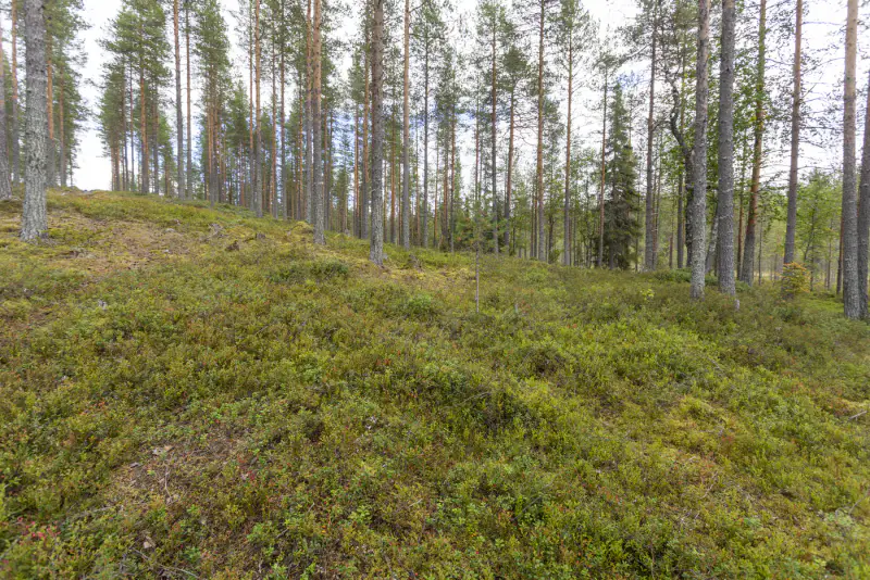 Terrain vacant 5 351 m², rive rocheuse Venejärvi — Autti / Rovaniemi — 15