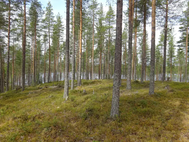 Terrain vacant 5 351 m², rive rocheuse Venejärvi — Autti / Rovaniemi — 13