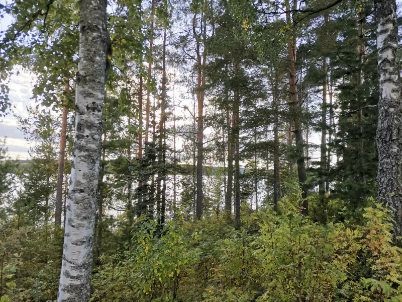 Terrain constructible 2 045 m² rive privée Saarijärvi (716 k-m²) — centre Saarijärvi — 3