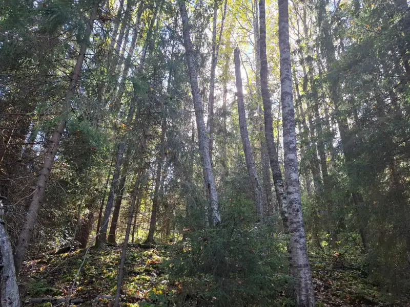 Terrain forestier ~1,08 ha + place RA Saikkalanjoki, bâtiments à démolir — Häijää / Sastamala — 10