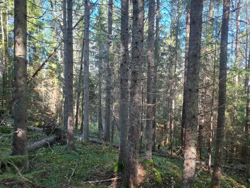 Terrain forestier ~1,08 ha + place RA Saikkalanjoki, bâtiments à démolir — Häijää / Sastamala — 7