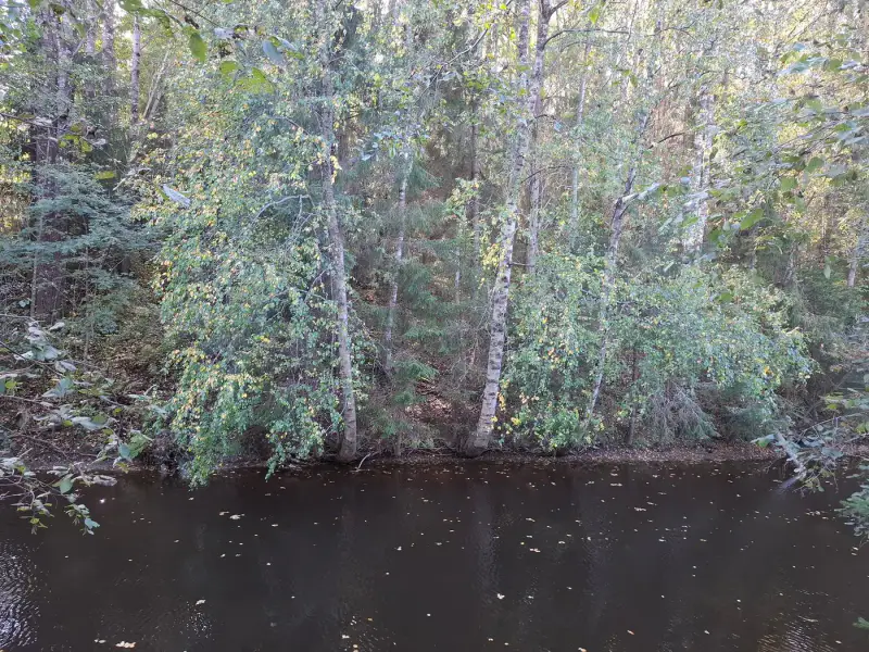 Terrain forestier ~1,08 ha + place RA Saikkalanjoki, bâtiments à démolir — Häijää / Sastamala — 5