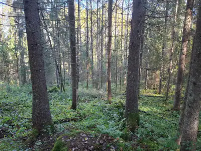 Terrain forestier ~1,08 ha + place RA Saikkalanjoki, bâtiments à démolir — Häijää / Sastamala — 1