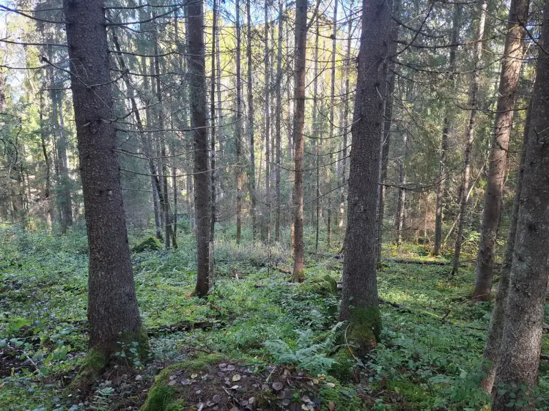 Terrain forestier ~1,08 ha + place RA Saikkalanjoki, bâtiments à démolir — Häijää / Sastamala — 1